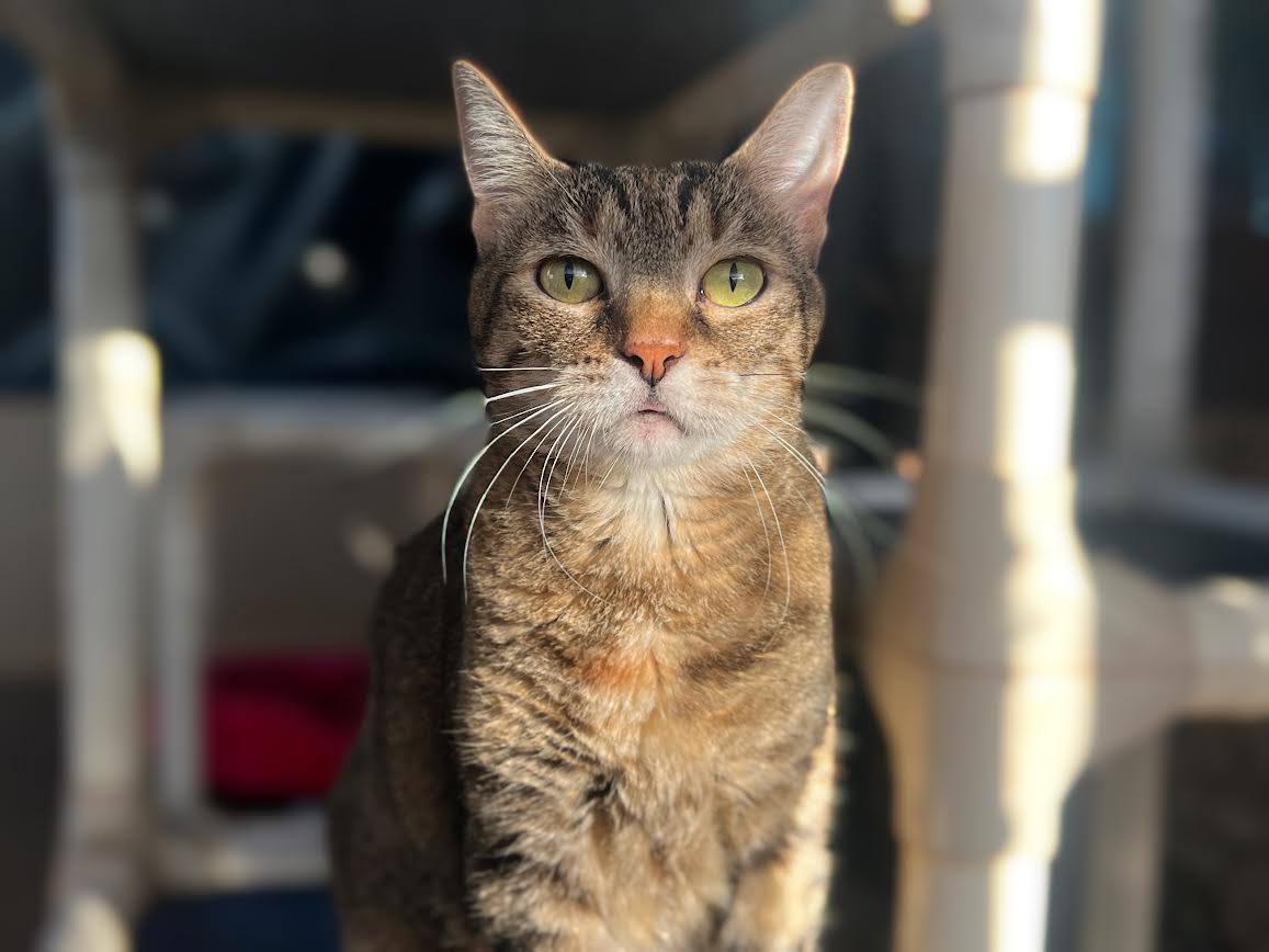 Pet of the Week: Ipo